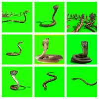 Snake Green Screen Videos - FX Snakes Effect on 9Apps