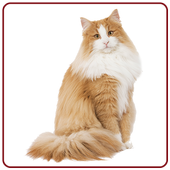 Cat Sounds &amp; Ringtones Free icon