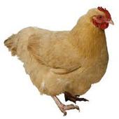 Chicken Sounds icon