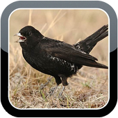 Black Lark Bird Sounds HQ icon