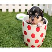 Cute Dog Puzzles icon