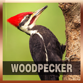 Woodpecker Bird Song icon