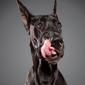 Licking Dog Wallpaper icon