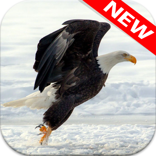 🦅 خلفيات النسر - خلفيات الطيور أيقونة