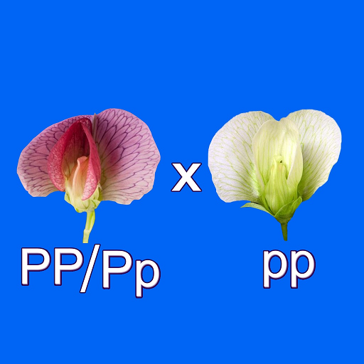 Test Cross: pea flower icon