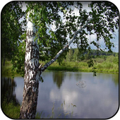 Birch wallpapers icon