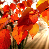 autumn free wallpaper icon