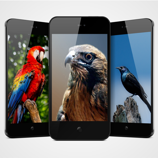 Birds Wallpaper - Best Birds Wallpaper 3d icon