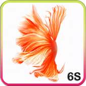 Betta Fisch-6S Live Wallpaper