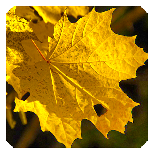 Обои осень иконка