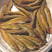 দেশি শিং মাছের চাষ পদ্ধতি