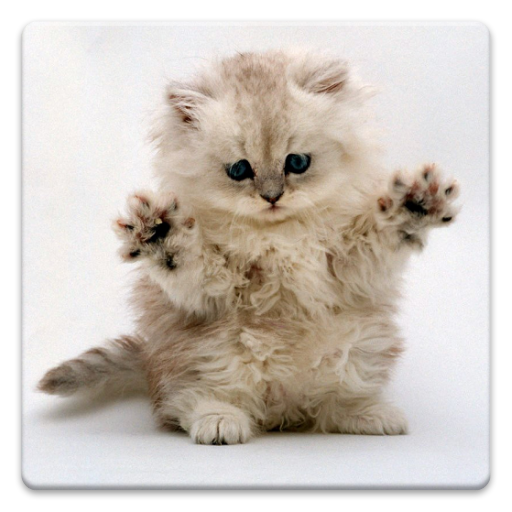 Обои с кошками! иконка