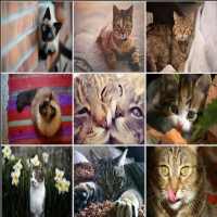 Cats puzzles
