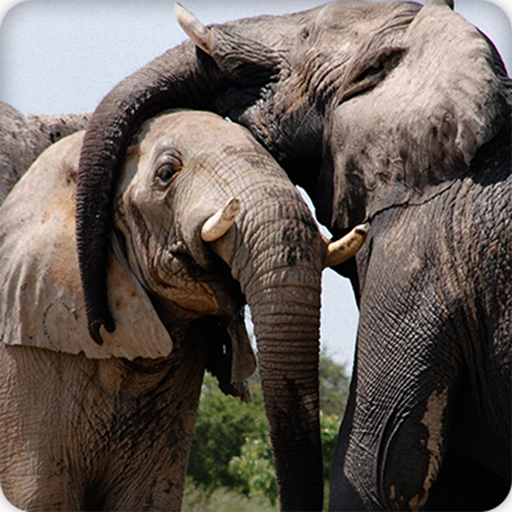 Elephant Sounds Ringtones icon