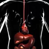 Human Digestive System icon