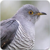 Common Cuckoo Call : Common Cuckoo Bird Sound icon