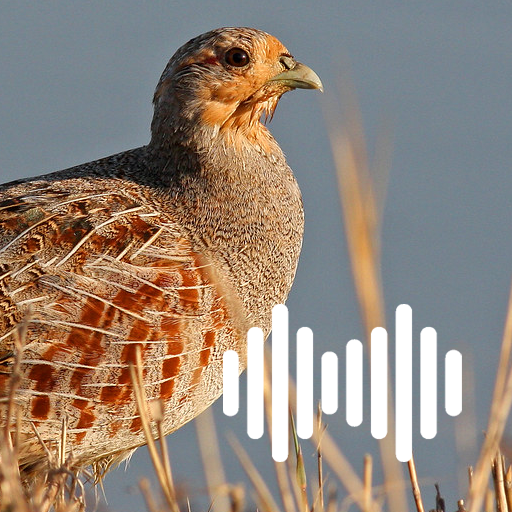 Partridge hunting calls icon