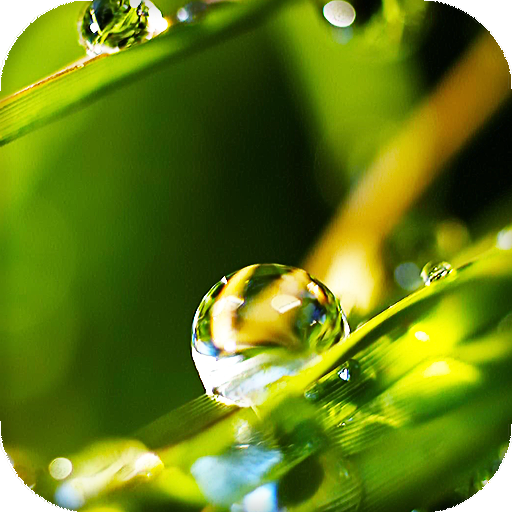 Dew Drops Live Wallpaper icon
