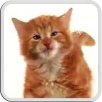 CAT LICKS LIVE WALLPAPER FREE