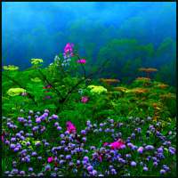 Spring Wallpapers HD on 9Apps