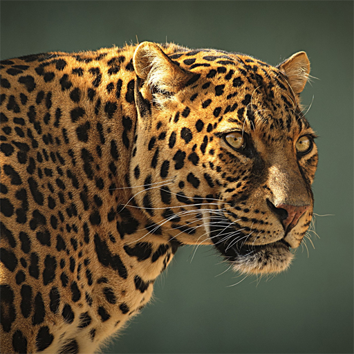 ikon Safari Animal Sounds and List