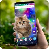 Cute Cat Walks on screen prank - Joke 2019