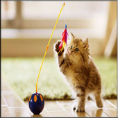 Jigsaw Cat Funny icon