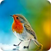HD Live Bird Wallpaper icon
