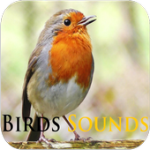Birds Sounds icon