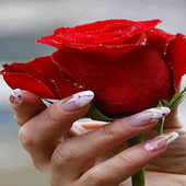 Shiny Red Rose LWP icon