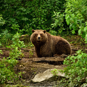 Медведь Логическая Игра Пазл иконка