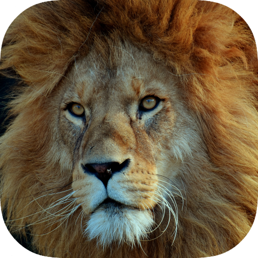 Lion Wallpaper icon