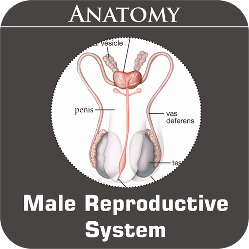 Male Reproductive System icon
