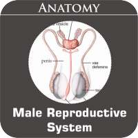 Male Reproductive System