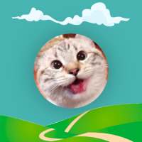 FastCat - Capture the fast cat