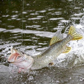 Лучший прогноз клева рыбы иконка