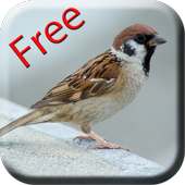 Bird Sounds & Ringtones on 9Apps