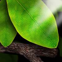 Tap Leaves Free Live Wallpaper on 9Apps