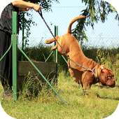 Dog Training Video