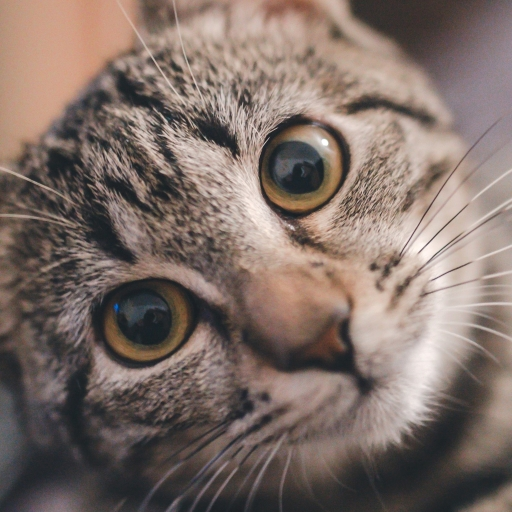 Funny Cats Katzen Geräusche icon