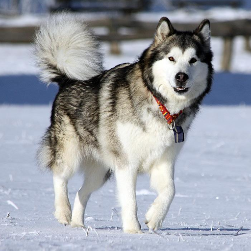 Malamute de Alaska Puzzle icon