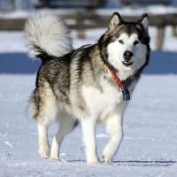 Malamute de Alaska Puzzle