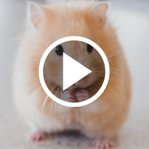 Hamster Video Live Wallpaper icon