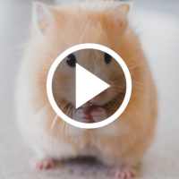 Hamster Video Live Wallpaper