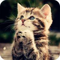 Cute Kitten Wallpaper on 9Apps
