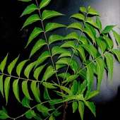 Neem Oil For Health