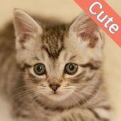 Cute Cat Wallpapers icon