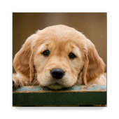 Dog Breeds أيقونة