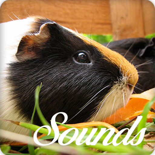 Guinea Pig Sounds and Ringtone Online icon