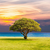 4K Обои и Темы иконка